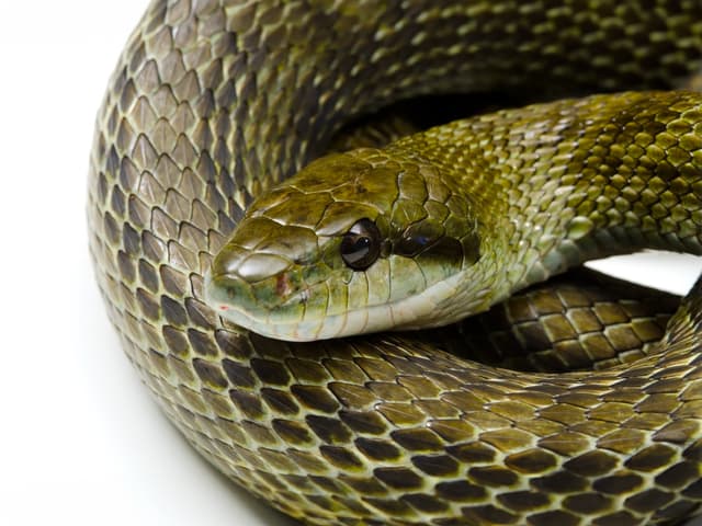 アオダイショウ