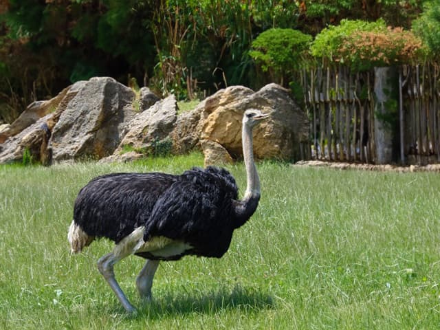 ダチョウ