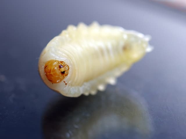 ハチノコ