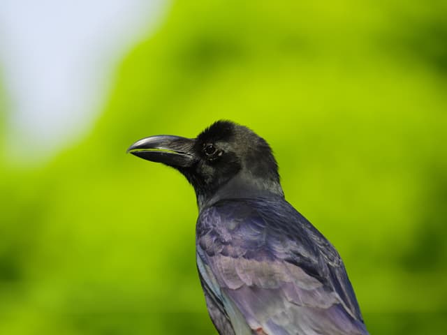 ハシブトガラス