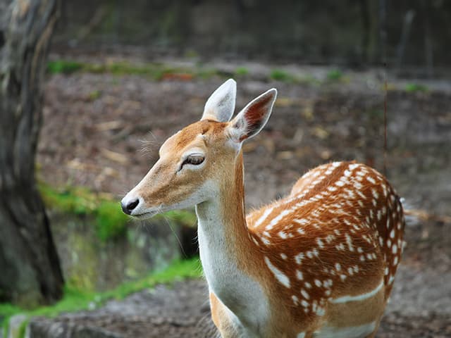 ホンシュウシカ