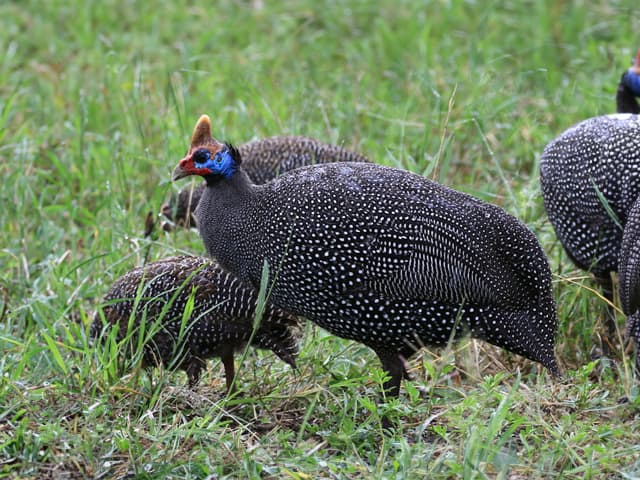 ホロホロ鳥