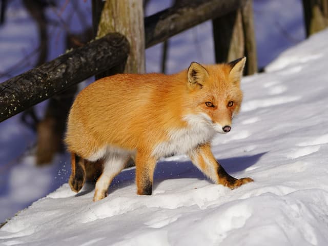 キツネ