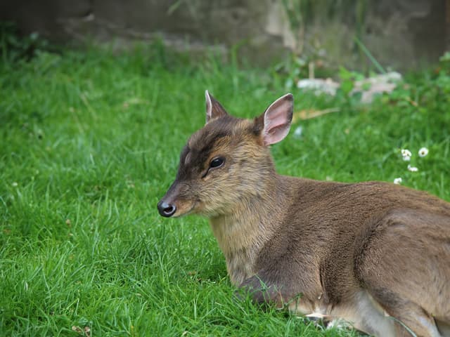キョン