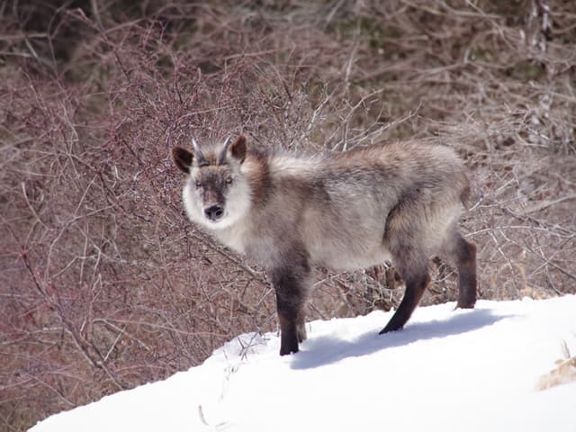 ニホンカモシカ