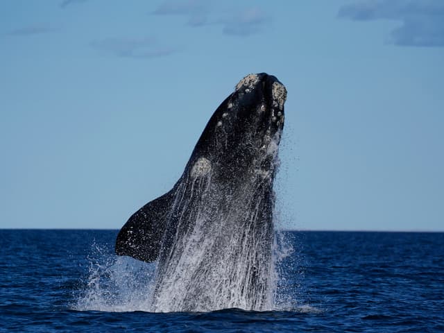 セミクジラ