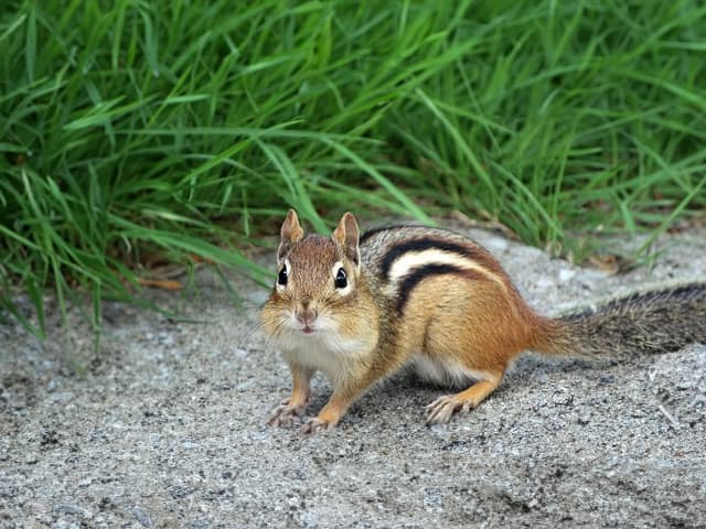 シマリス