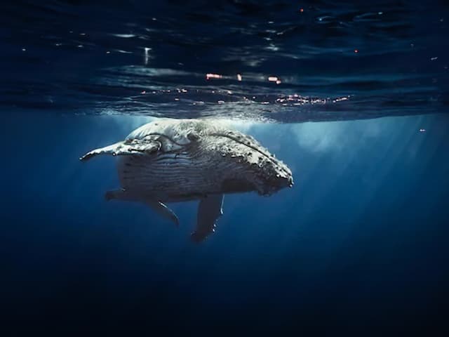 シロナガスクジラ