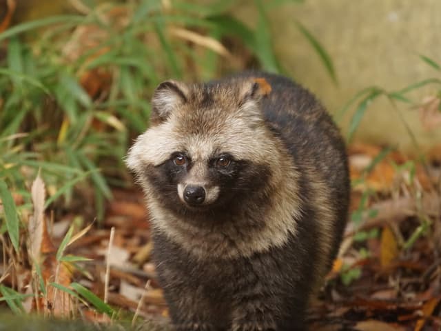 タヌキ
