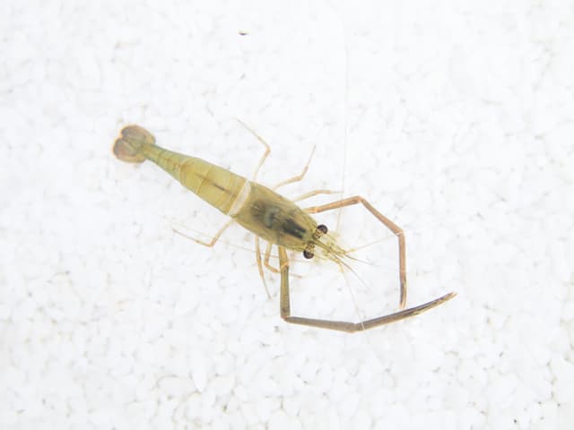 テナガエビ