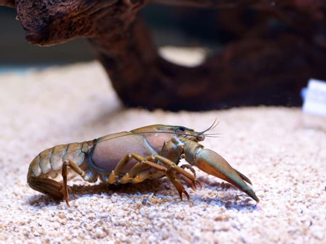 ウチダザリガニ