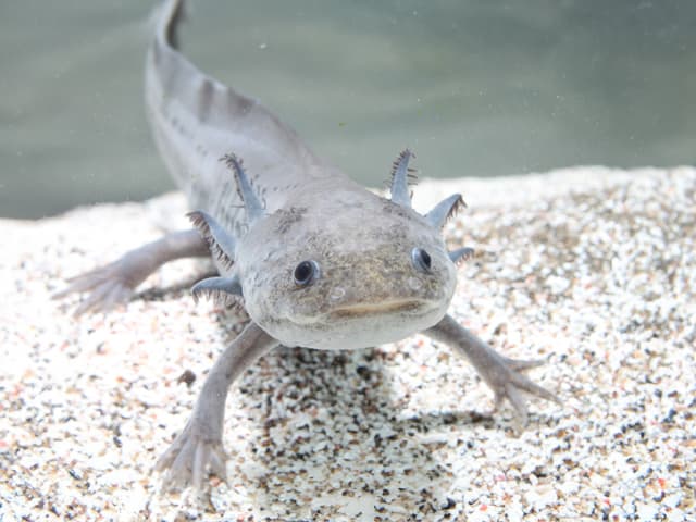 ウーパールーパー