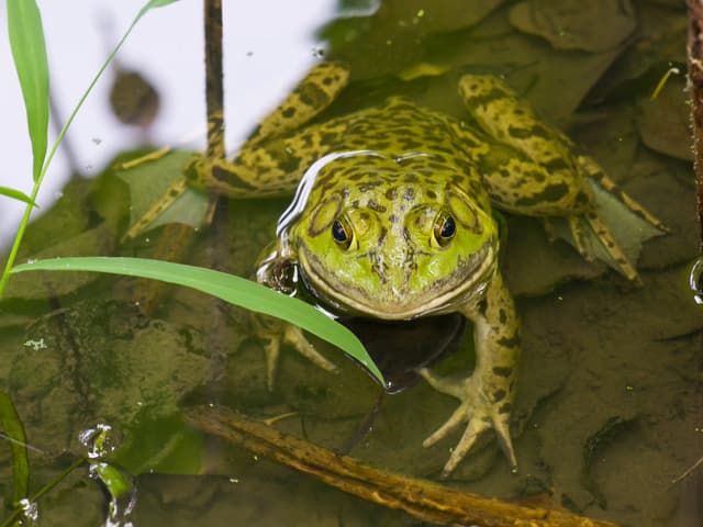 ウシガエル