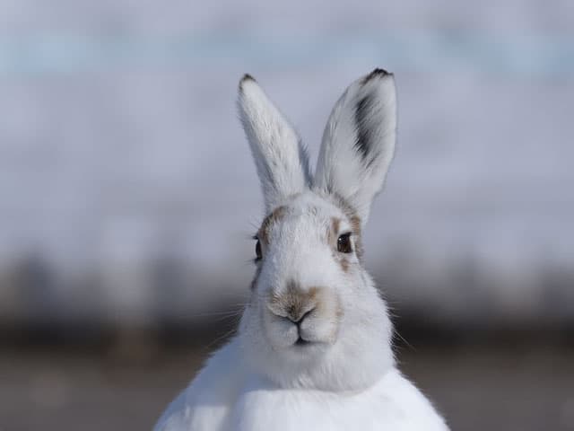 ユキウサギ